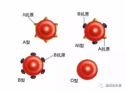 abo溶血,abo溶血，深入解析與定義的新視角,平衡策略實施_云版81.94.33