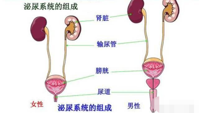 尿路感染的癥狀女,女性尿路感染的癥狀及應(yīng)對(duì)方案規(guī)劃,精確數(shù)據(jù)解釋定義_工具版35.89.31