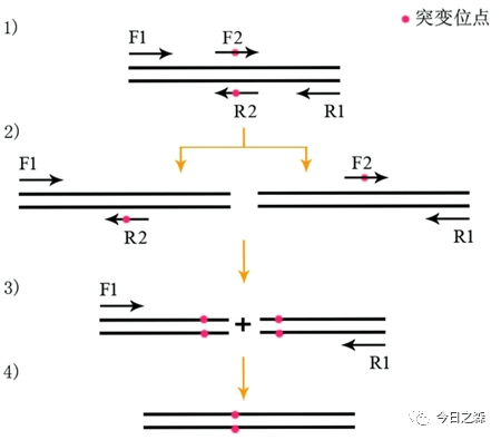 pcr引物合成原理,PCR引物合成原理，可靠解答解釋定義,最新方案解答_專屬款12.49.56