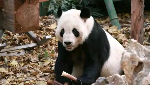 北京動物園在更新大熊貓古古的視頻方面可能會有一些臨時性的調(diào)整或暫停。這可能是由于多種原因造成的，比如拍攝計劃的調(diào)整、視頻制作進度的延遲等。如果您對古古的最新動態(tài)感興趣，建議您關(guān)注北京動物園的官方網(wǎng)站或社交媒體賬號，以獲取最新的信息和更新。同時，也要理解并尊重動物園的決定和安排，以確保古古和其他動物的安全和健康。