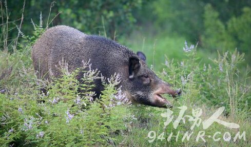 當(dāng)野豬遇到賞金獵人