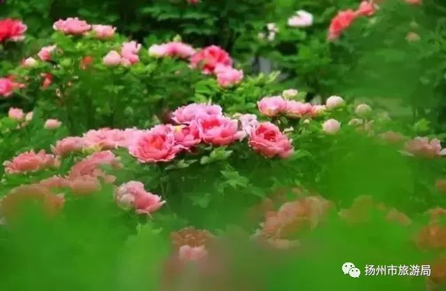 洛陽為《國色芳華》提供12000株花