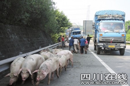 運豬車被撞側(cè)翻 二師兄馬路上撒歡