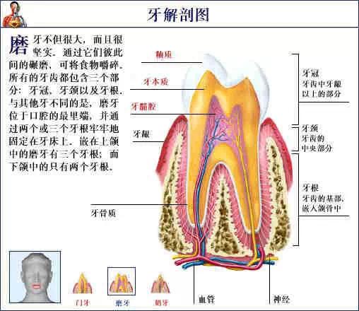 沒牙的動物有哪些圖片,當(dāng)前流感病毒陽性率低于去年同期