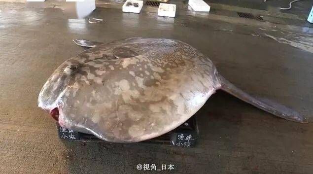 黃大仙今晚必開(kāi)一肖,日本水族館翻車魚(yú)因沒(méi)游客自閉