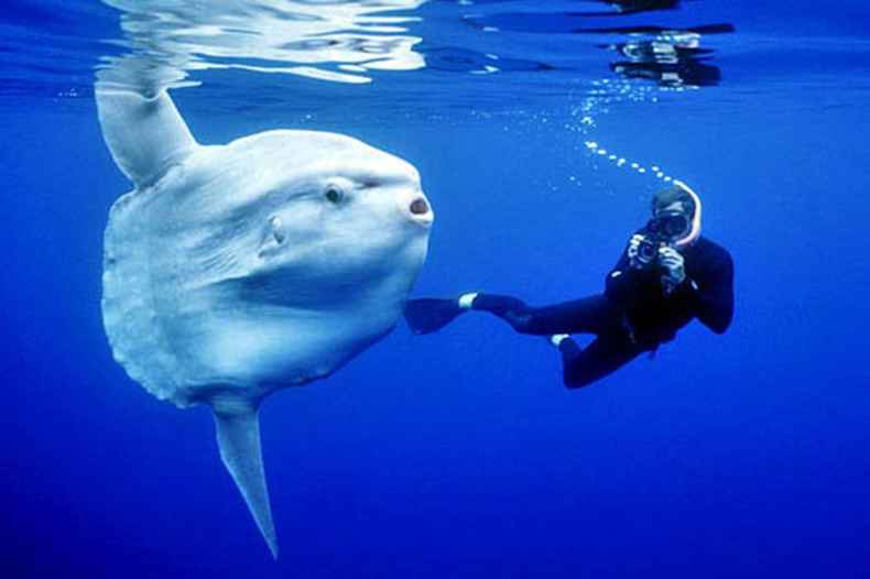 澳門今晚必開一肖1八百圖庫(kù),日本水族館翻車魚因沒游客自閉