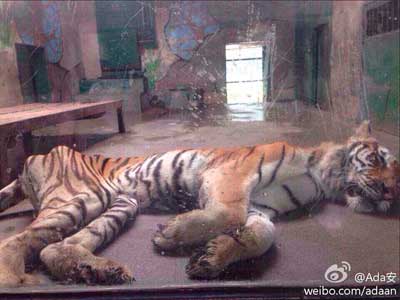 三肖中特期期準 資料,長沙生態(tài)動物園回復老虎餓成皮包骨