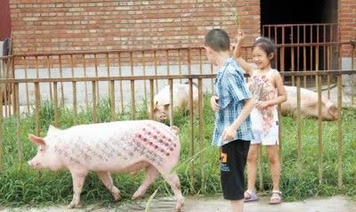 今期豬虎龍出特開出什么生肖號(hào)特,河中大魚拖人下水吃掉？多方辟謠